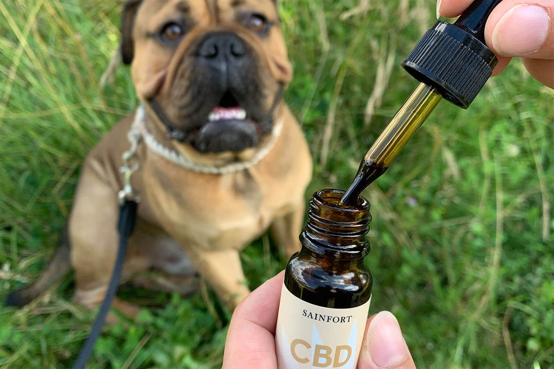 CBD-Öl für Hunde - Alles, was Sie wissen müssen