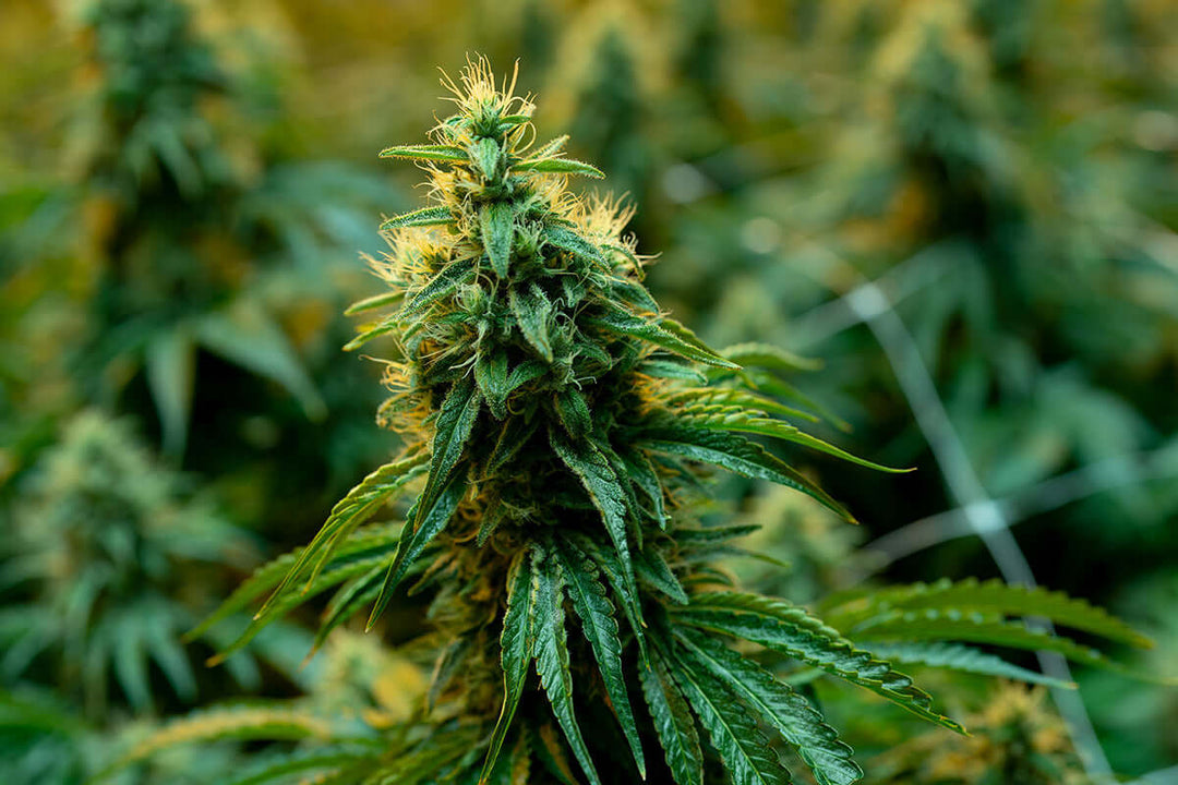 Cannabis in focus - le document de position de l'IG Hemp