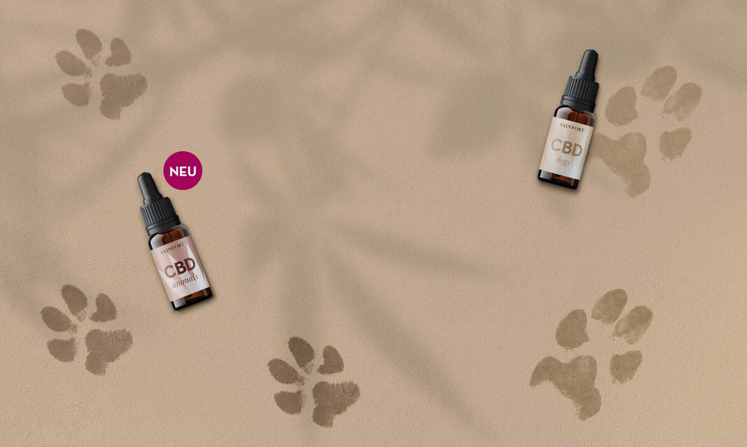 CBD for animals - information on the effect, dosage and application 