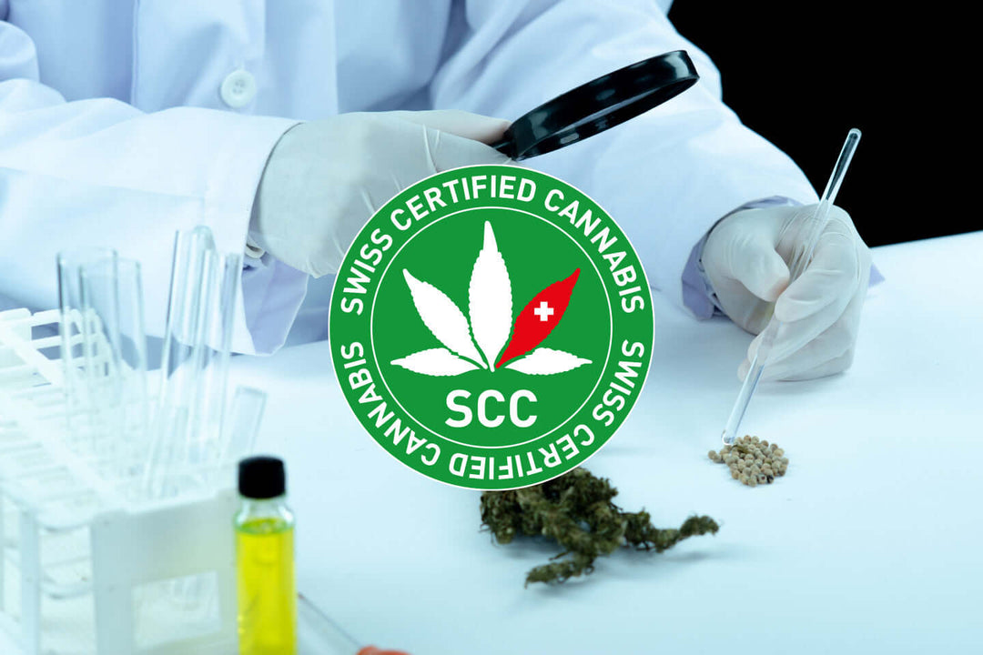 Les produits Sainfort reçoivent le sceau d'approbation SCC, Swiss Certified Cannabis