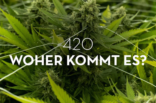 Welt-Marihuana-Tag "420" – woher kommt der Begriff?