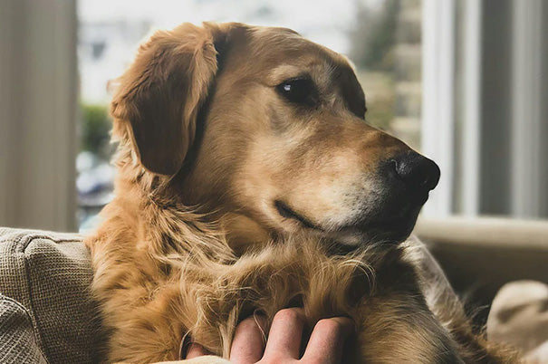 Von Trennungsangst bis Arthritis – Wie CBD deinem Haustier helfen kann